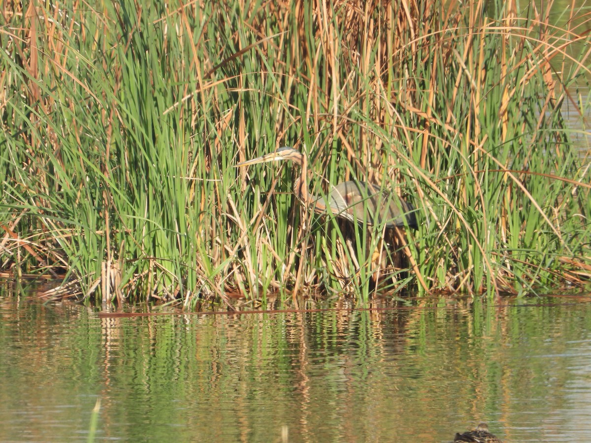 Purple Heron - ML616174031