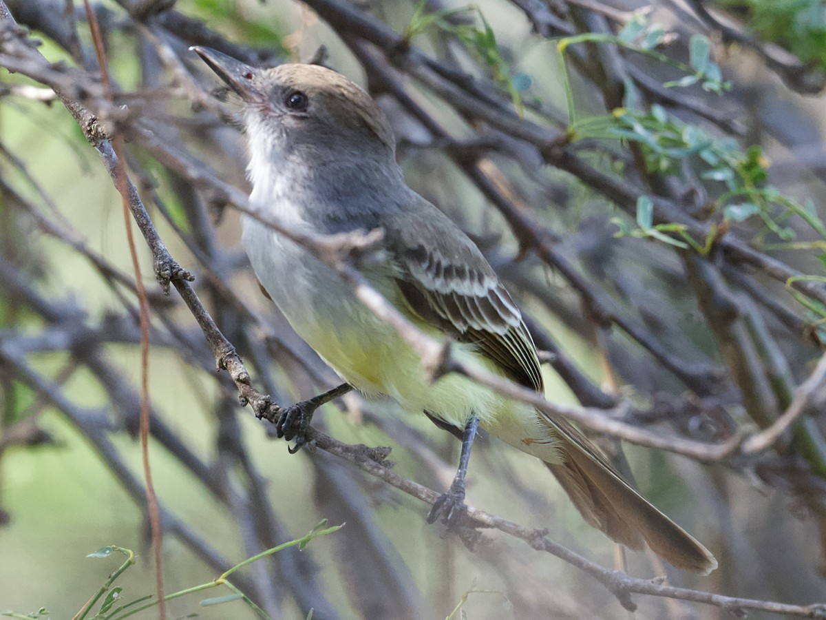 Brown-crested Flycatcher - ML616174110