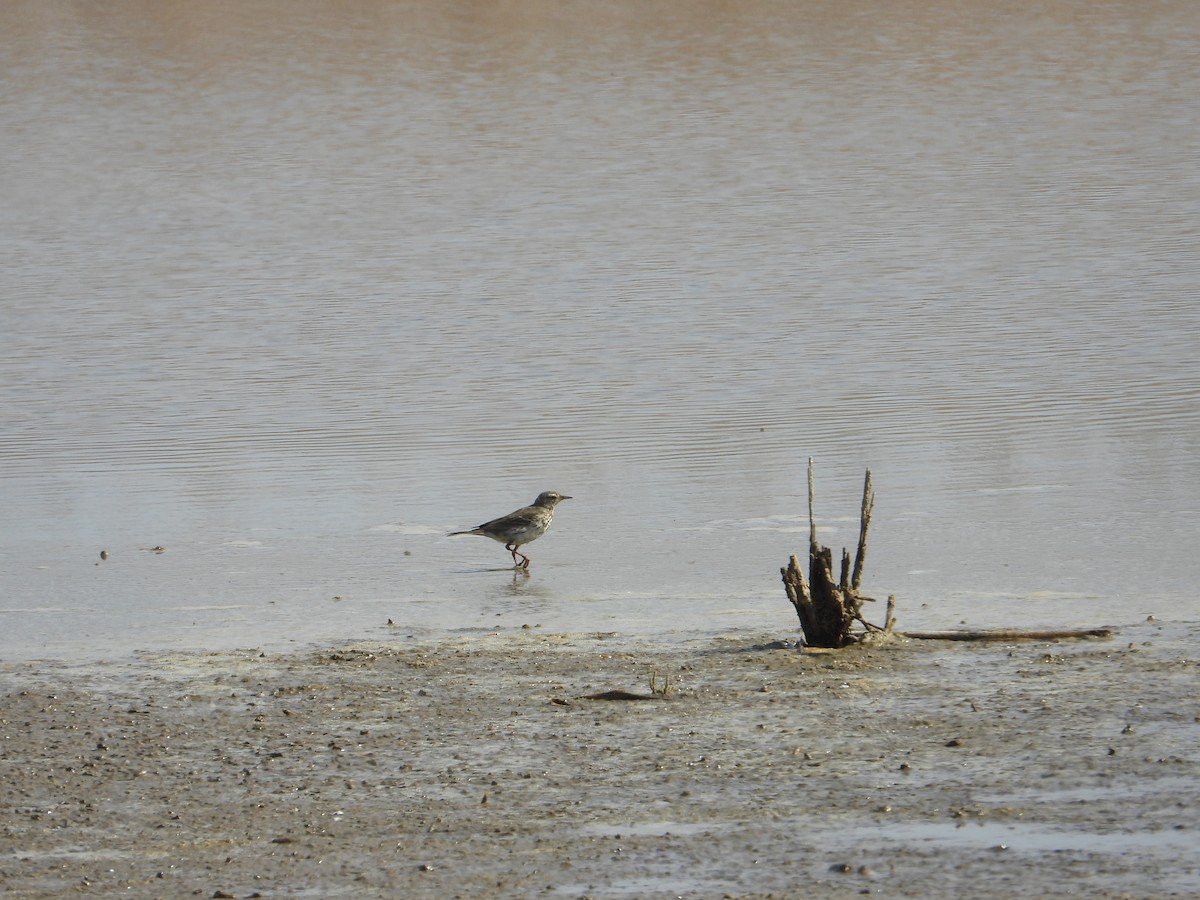 Water Pipit - ML616174123