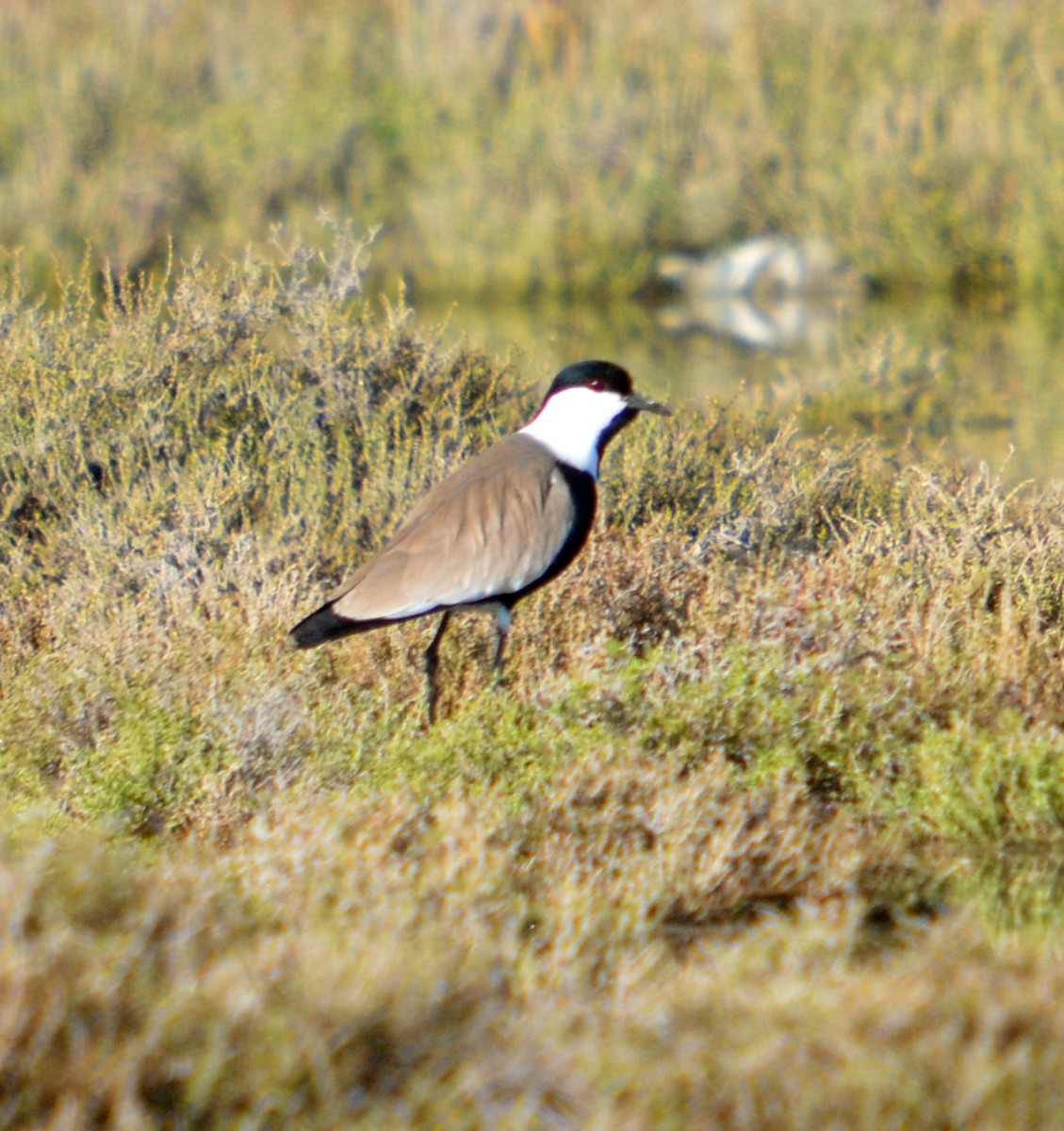 Spur-winged Lapwing - ML616174131