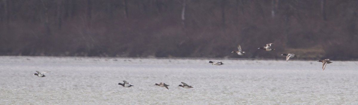 Lesser Scaup - ML616174134