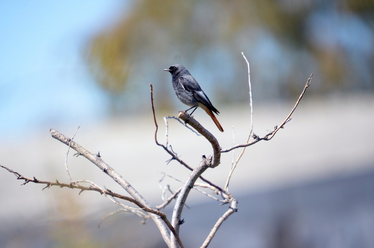 Black Redstart - ML616174147