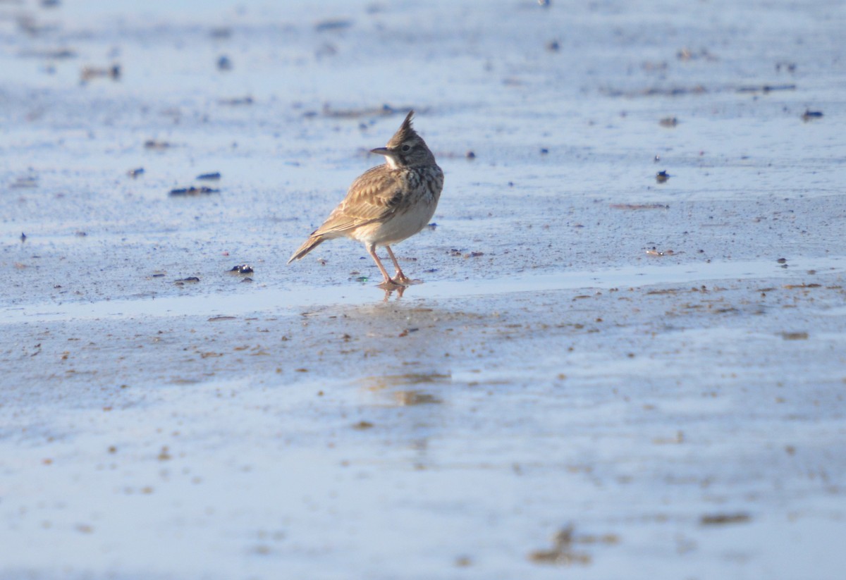 Crested Lark - ML616174157