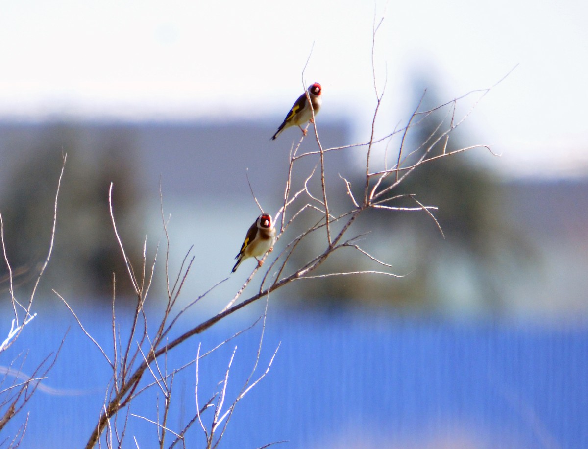 European Goldfinch - ML616174189