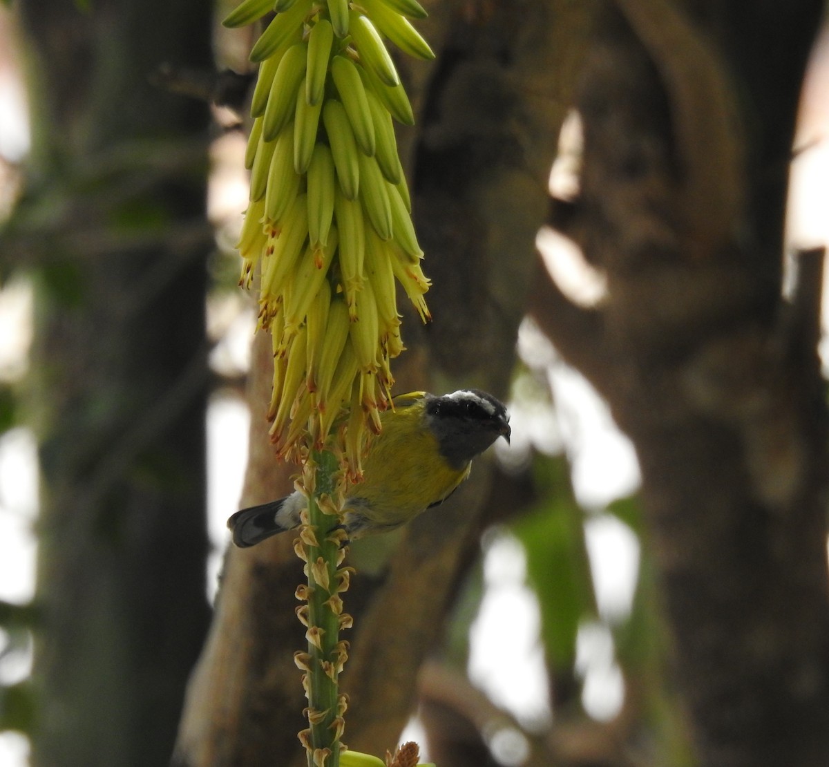 Bananaquit (Greater Antillean) - ML616174225