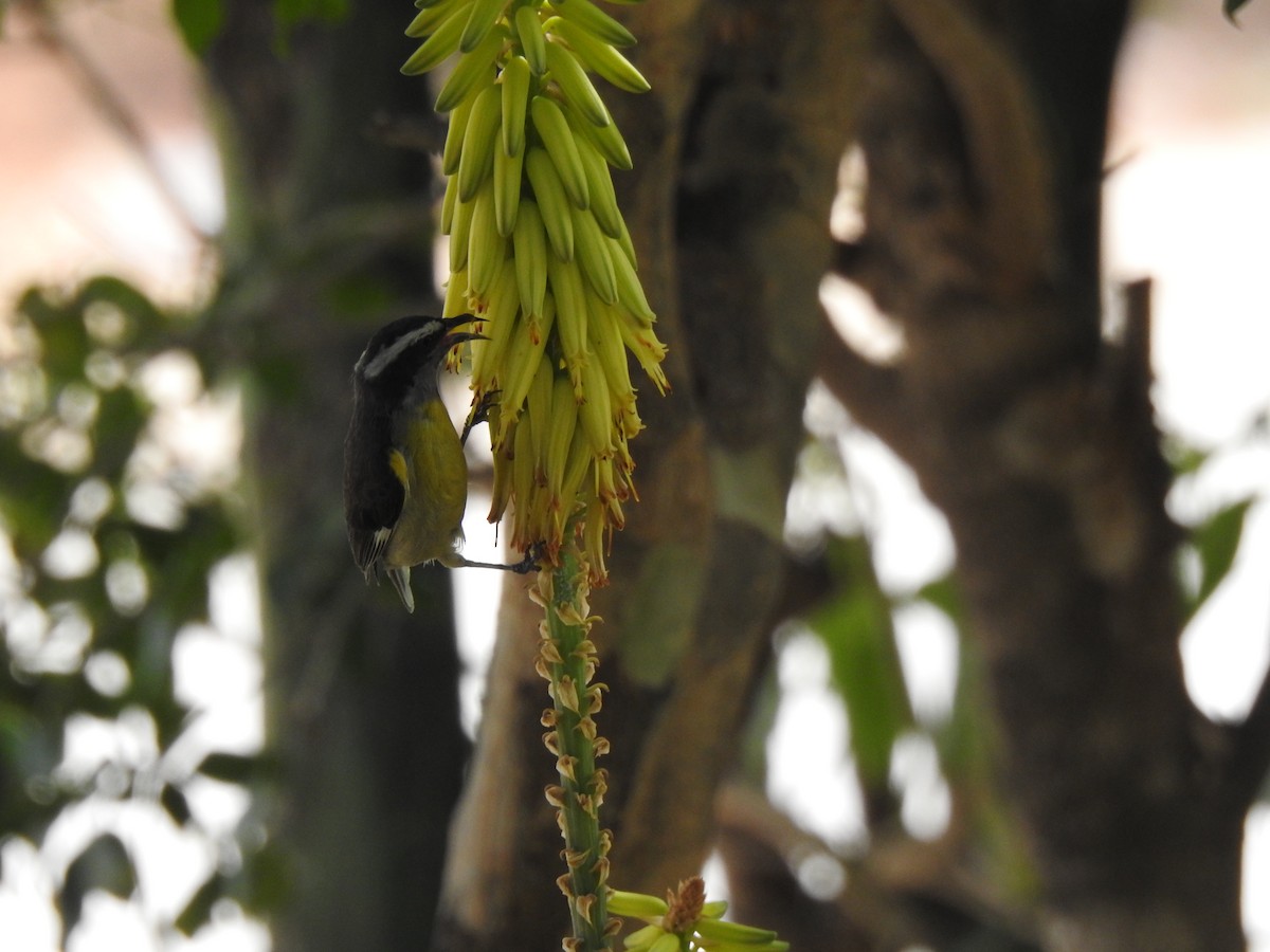 Bananaquit (Greater Antillean) - ML616174228