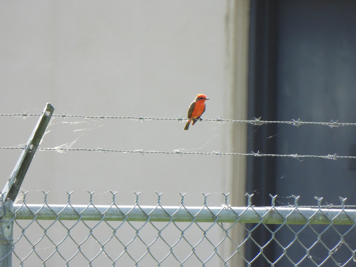 Vermilion Flycatcher - Doris Brookens