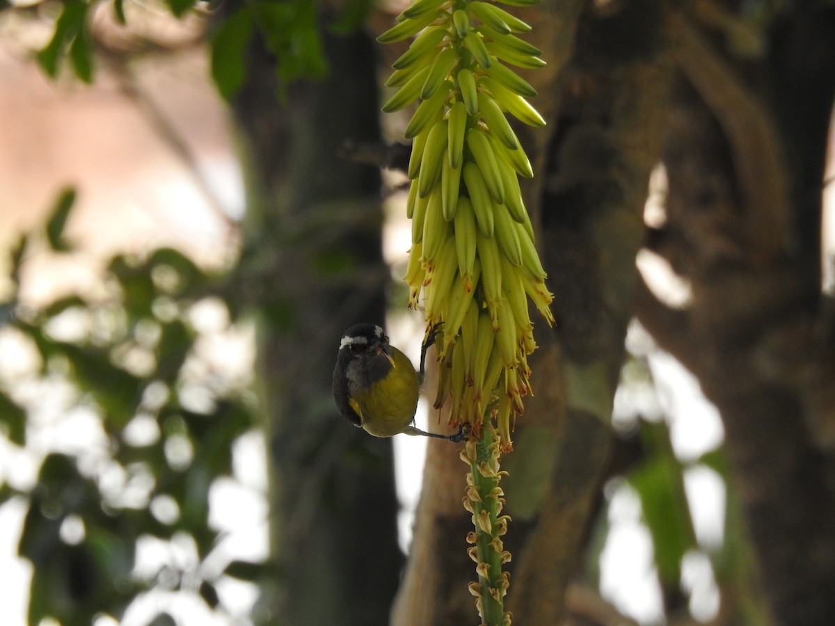 Bananaquit (Greater Antillean) - ML616174230