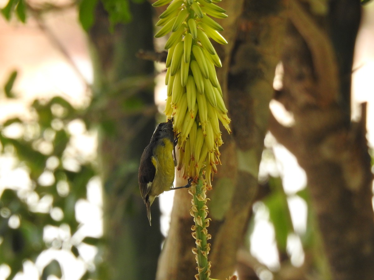 Bananaquit (Greater Antillean) - ML616174231