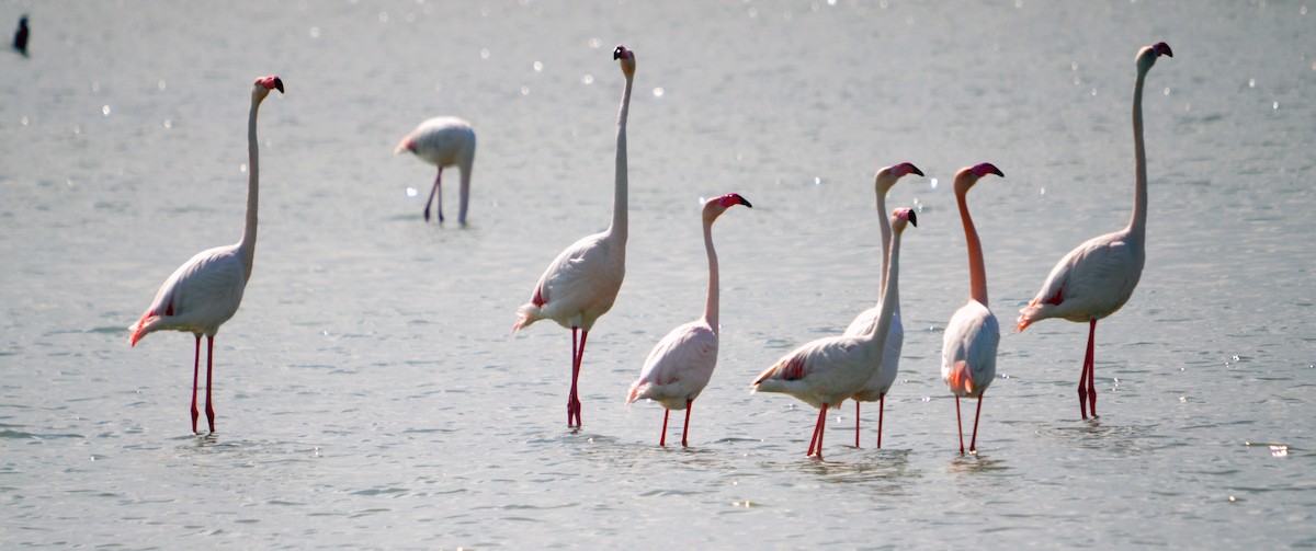 Greater Flamingo - ML616174236