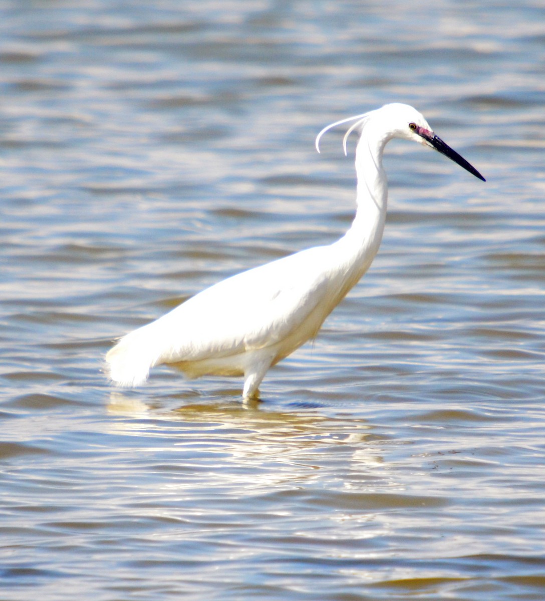 Little Egret - ML616174314