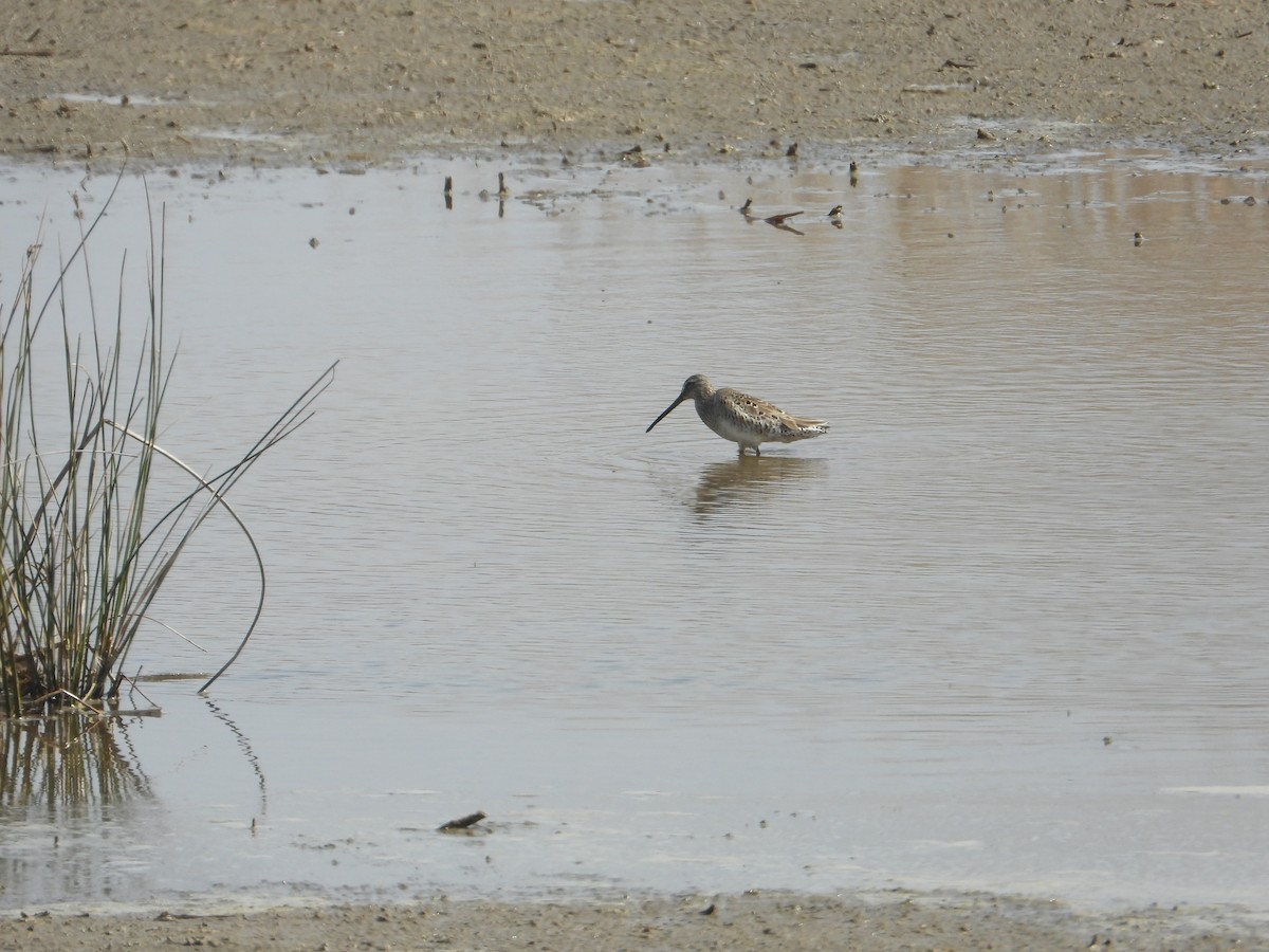 Long-billed Dowitcher - ML616174341