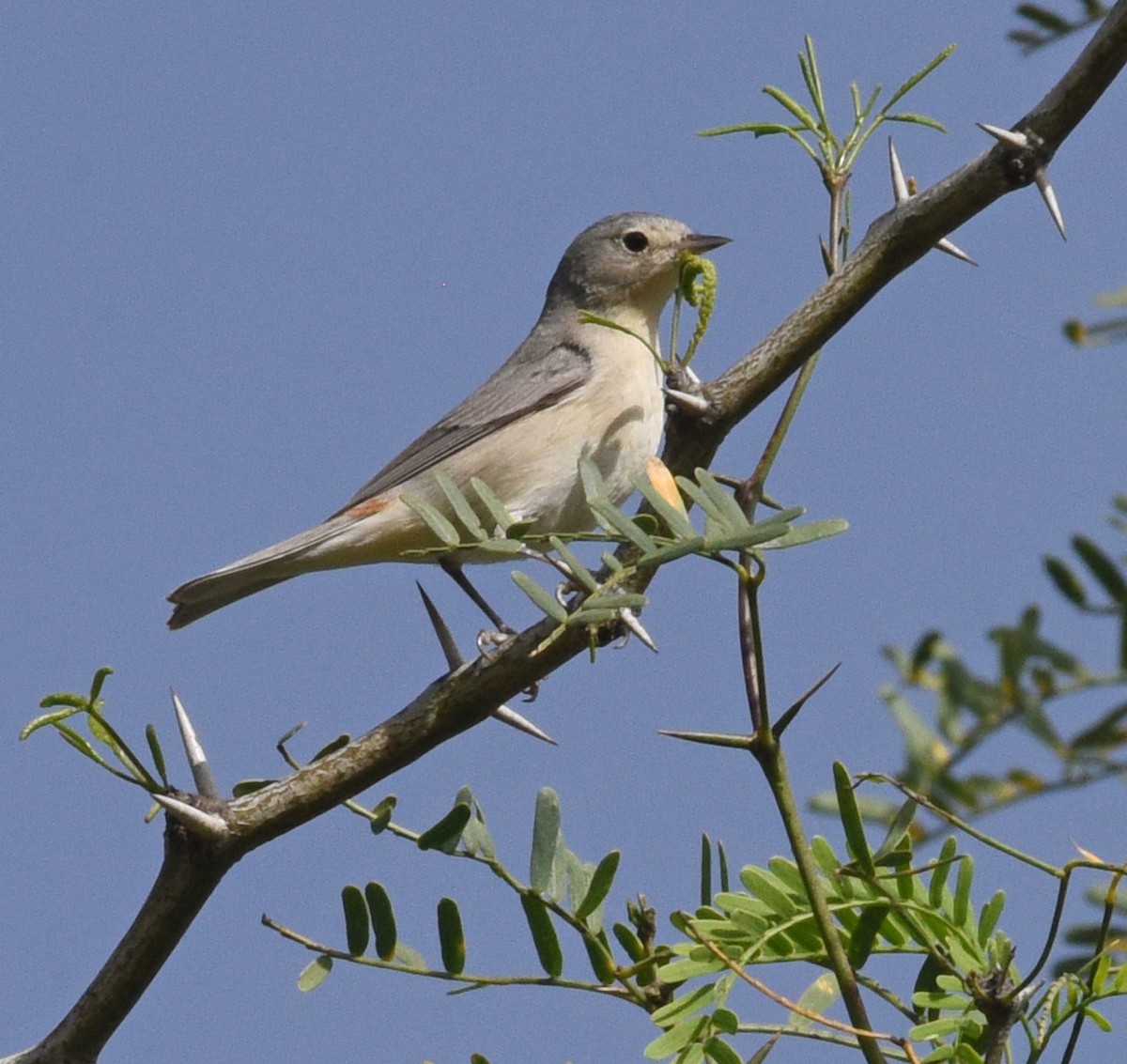 Lucy's Warbler - ML616174342