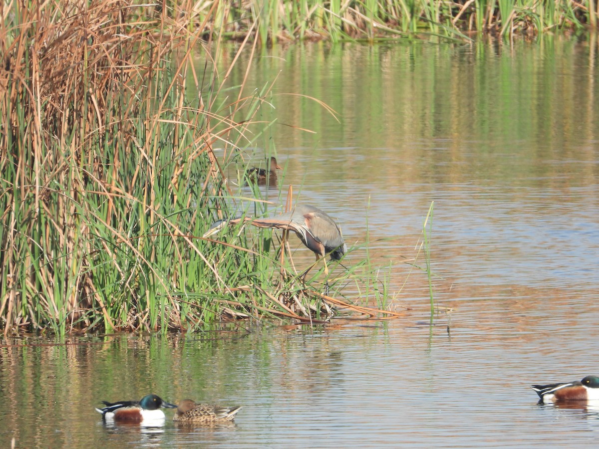 Purple Heron - ML616174349