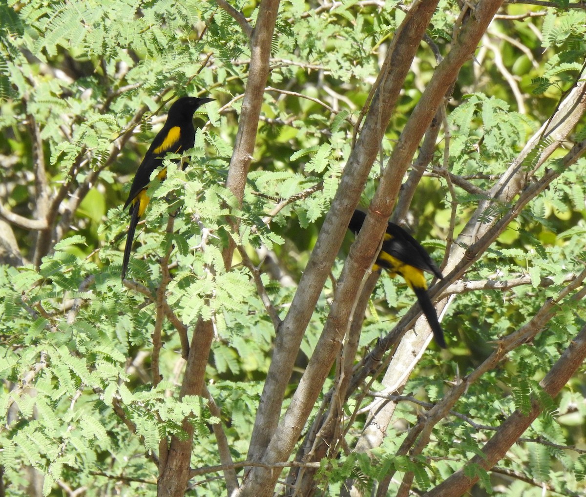 Hispaniolan Oriole - Heath Harlan