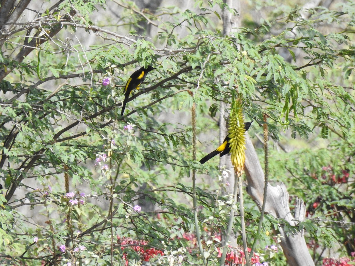 Hispaniolan Oriole - ML616174381