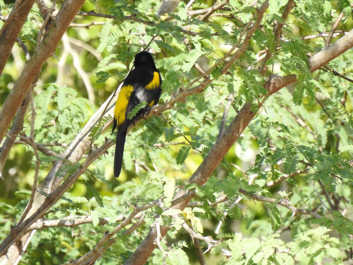 Hispaniolan Oriole - Heath Harlan