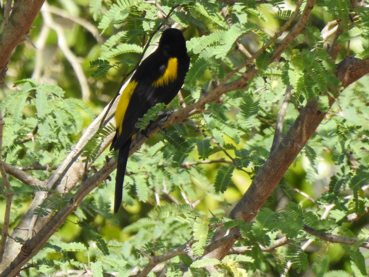 Hispaniolan Oriole - ML616174385