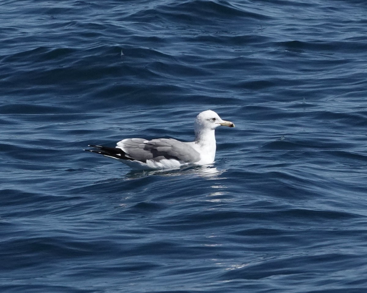 Gaviota Californiana - ML616174413