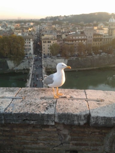 Yellow-legged Gull - Davide Parisio Perrotti