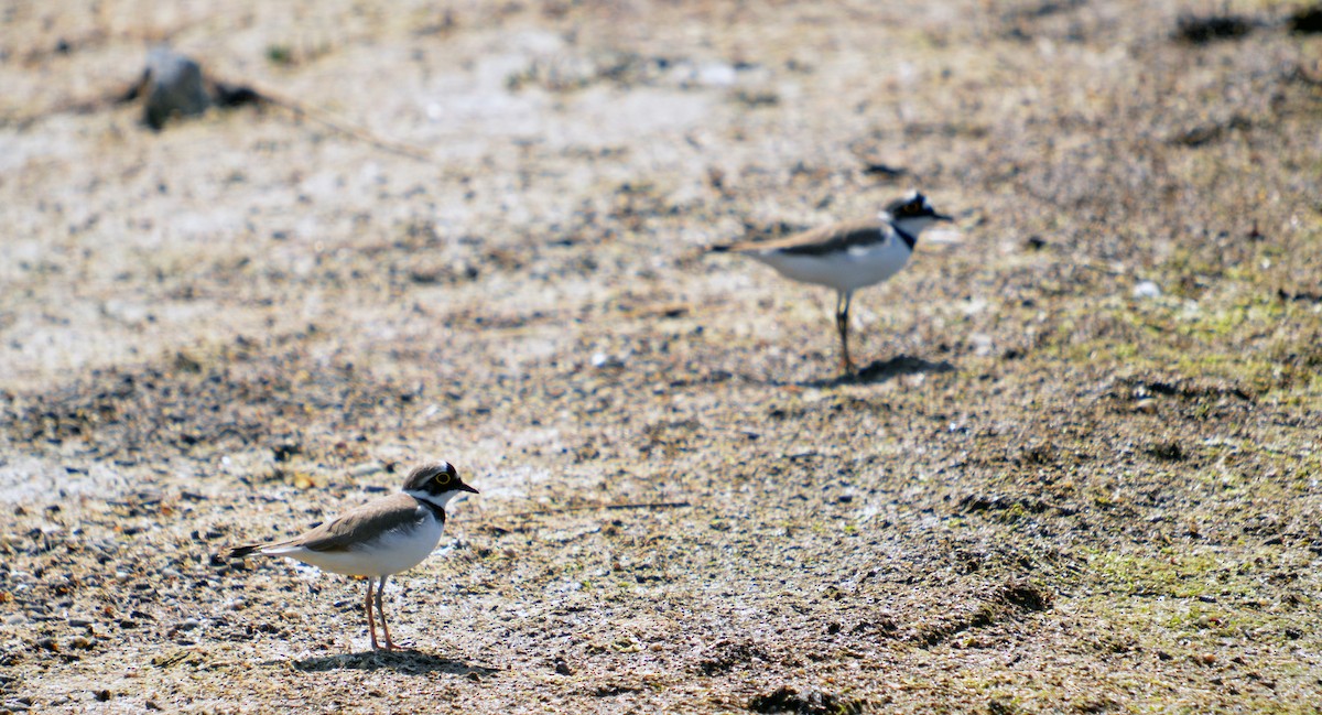 Little Ringed Plover - ML616174445