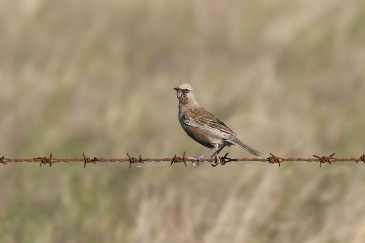 Brown Songlark - Terry Rosenmeier