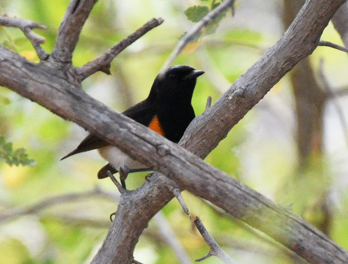 American Redstart - ML616174470