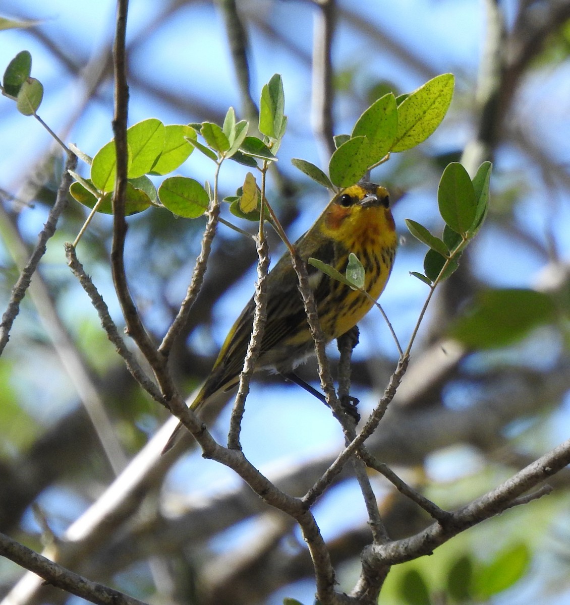 Cape May Warbler - ML616174533