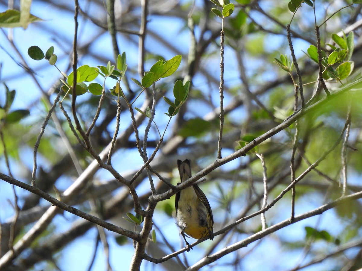 Cape May Warbler - ML616174534