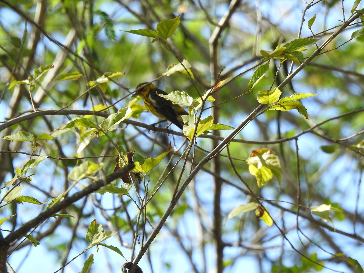 Cape May Warbler - ML616174535