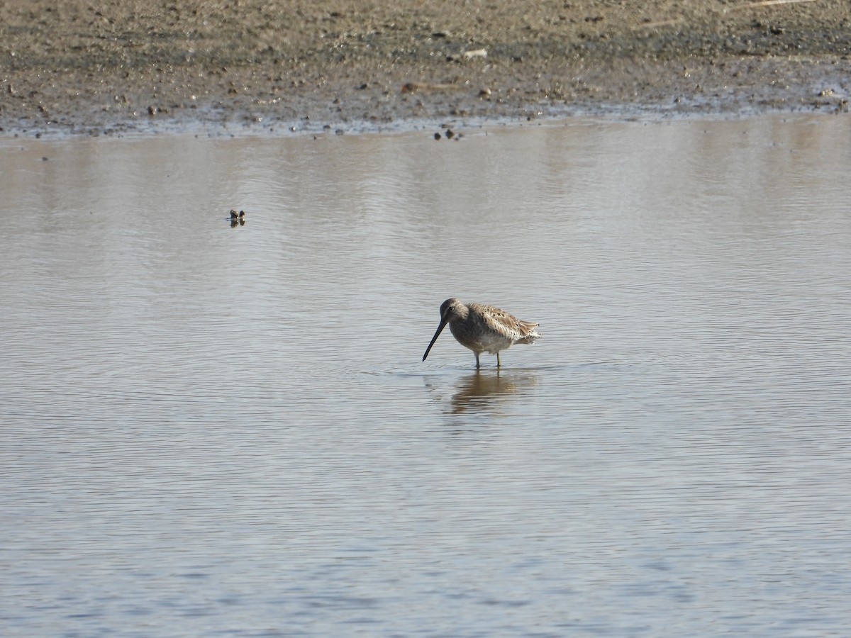 Long-billed Dowitcher - ML616174559