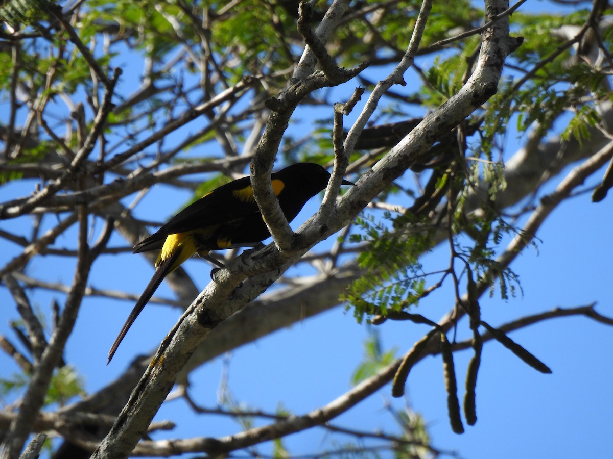 Hispaniolan Oriole - ML616174562