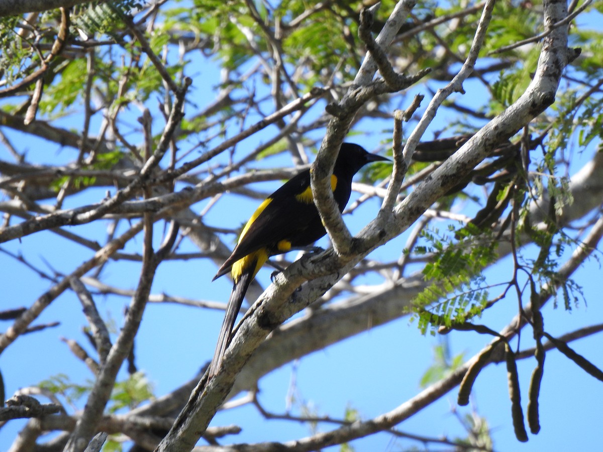 Hispaniolan Oriole - ML616174564