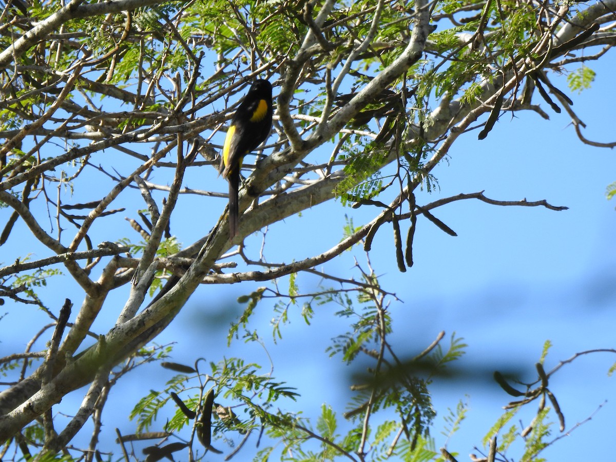 Hispaniolan Oriole - ML616174566