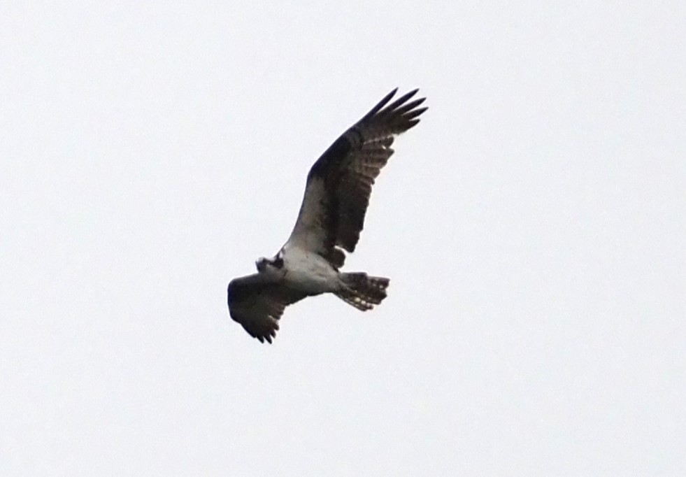 Osprey - ML616174581