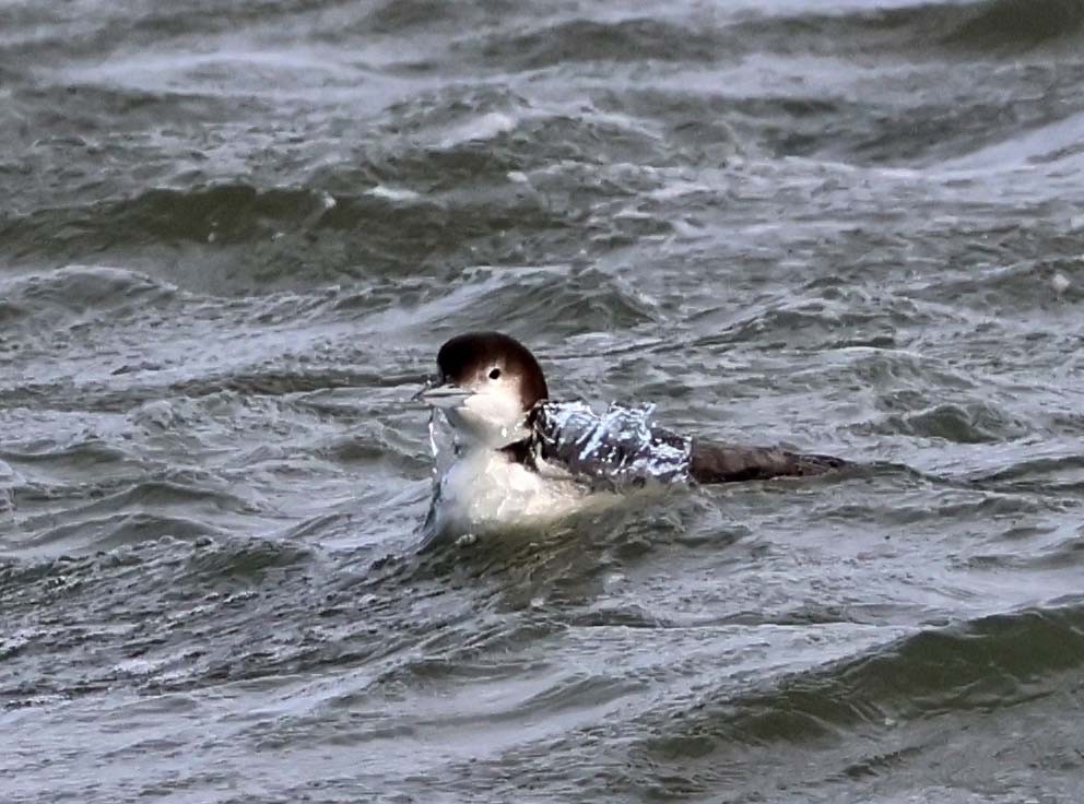 Common Loon - ML616174584