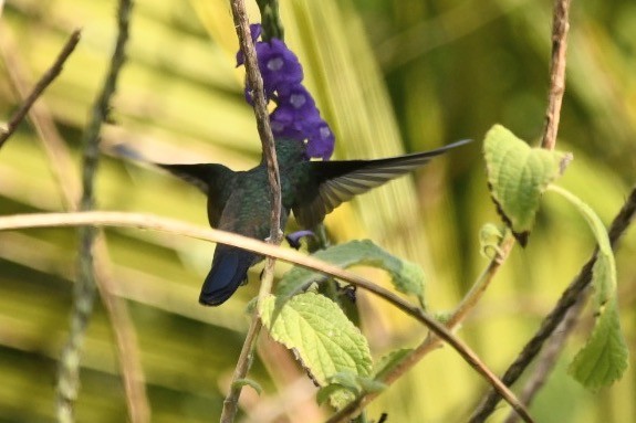 Blue-vented Hummingbird - ML616174615