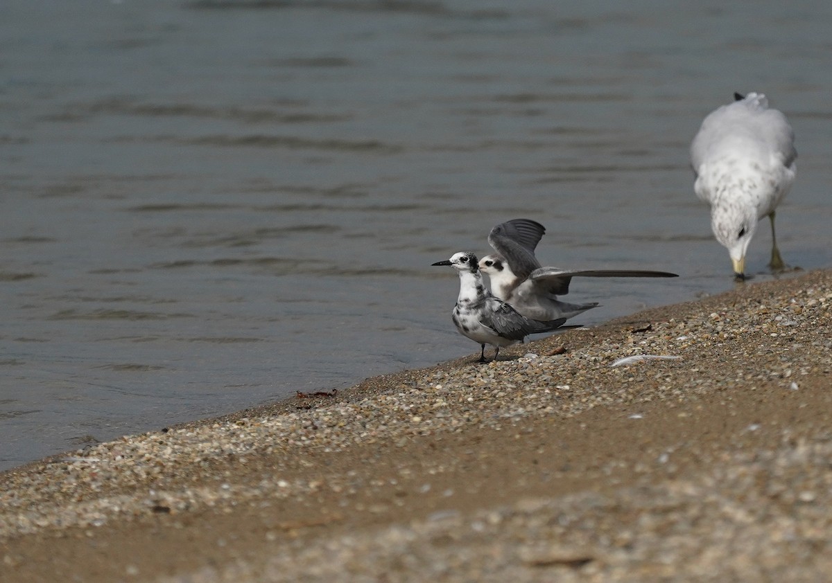 Black Tern - ML616174731