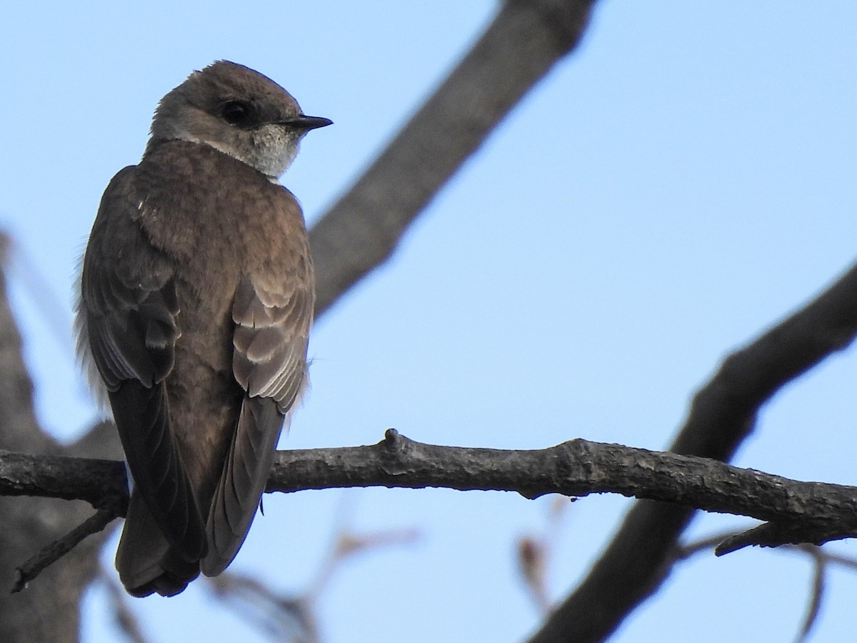 Hirondelle à ailes hérissées - ML616174733