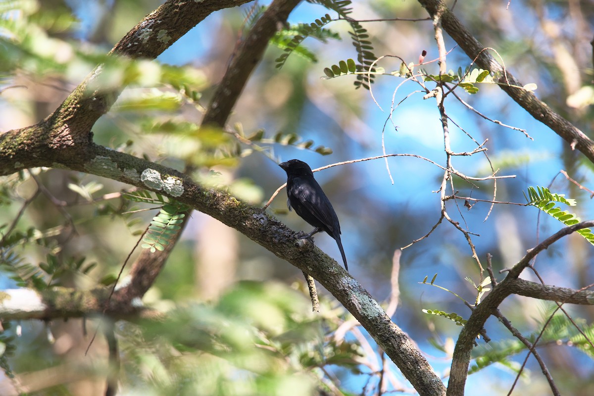 Variable Seedeater - Joe Cash