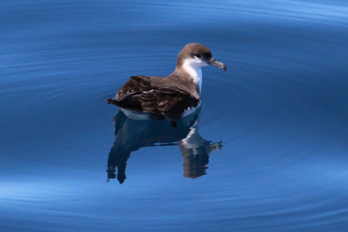 Puffin de Buller - ML616174838