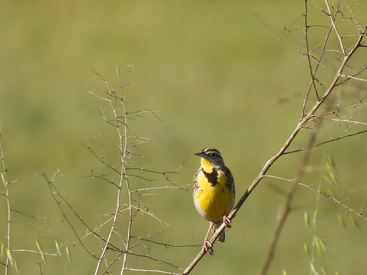 Western Meadowlark - ML616174859