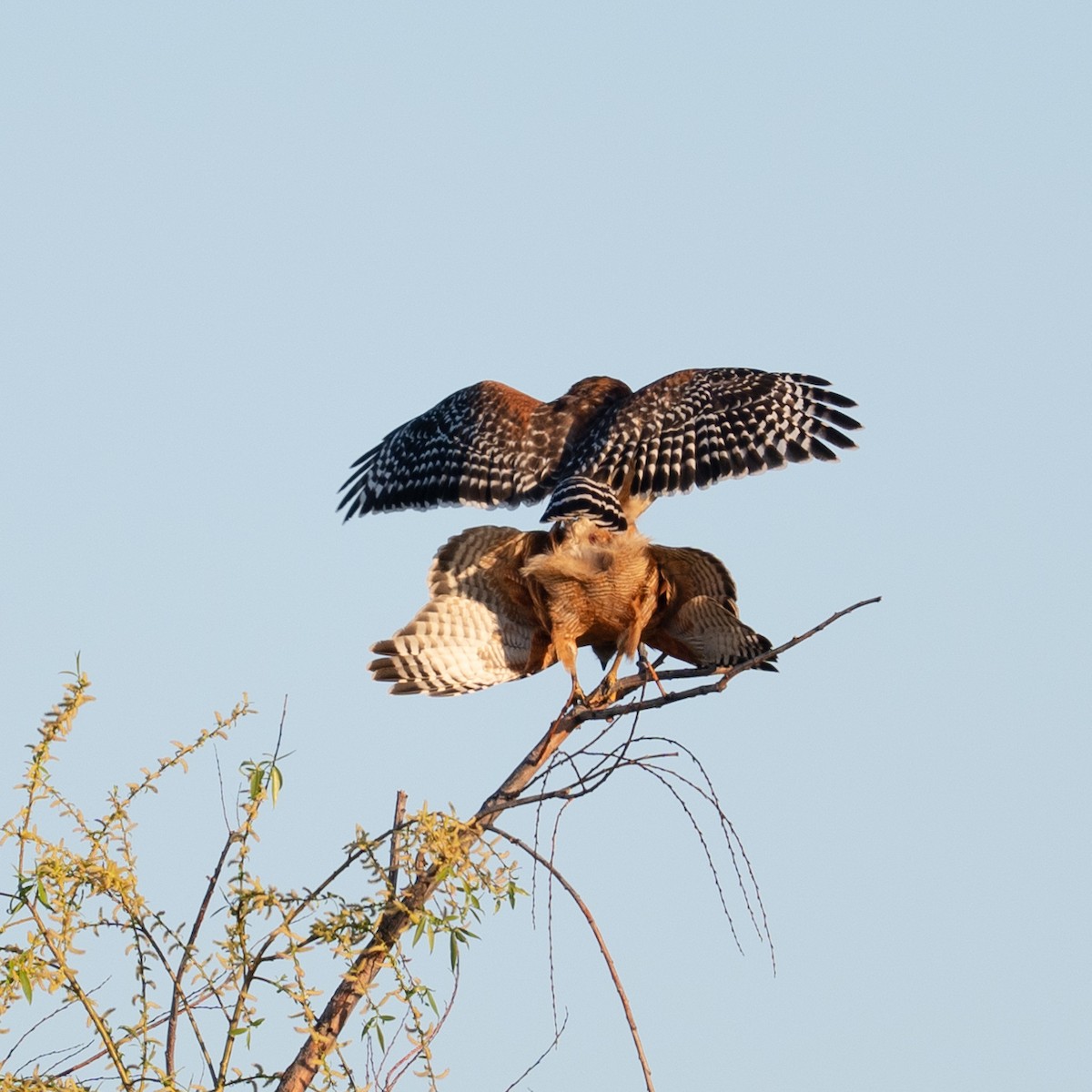 Red-shouldered Hawk - ML616174863