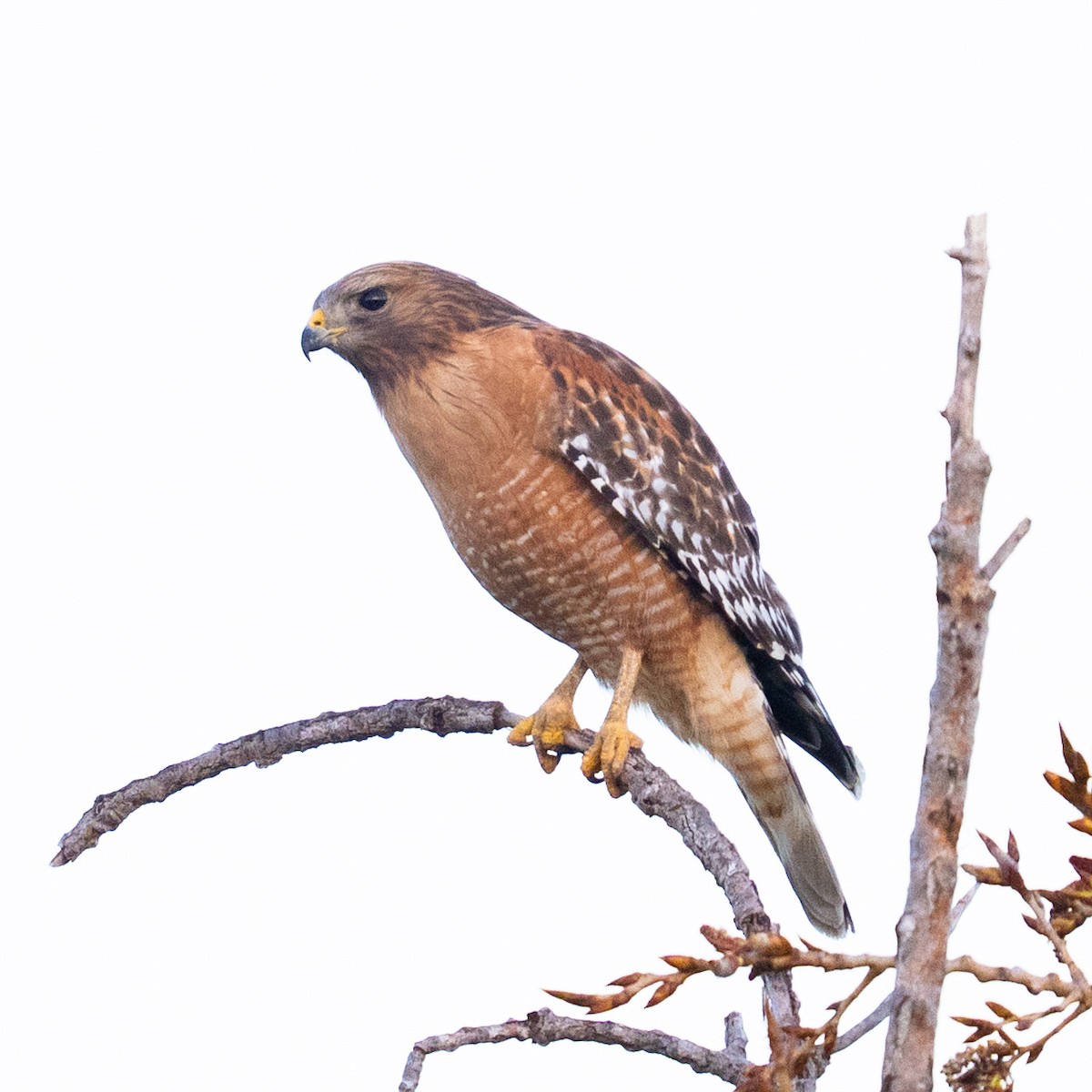 Red-shouldered Hawk - Tom Cho