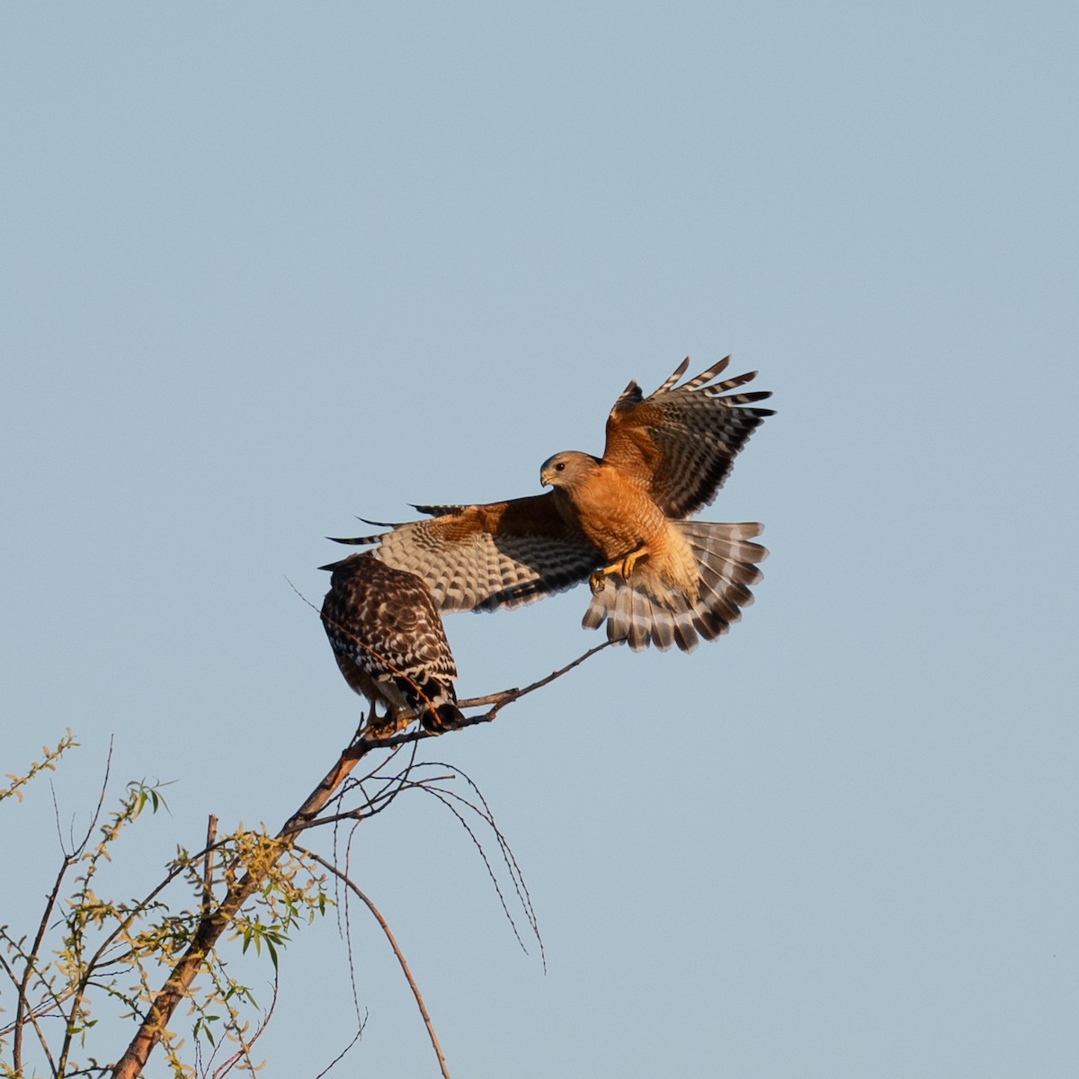 Red-shouldered Hawk - ML616174865