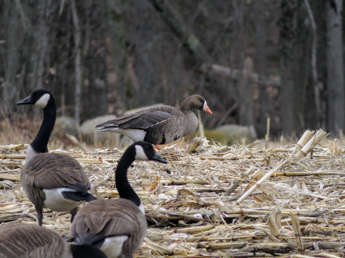 Greater White-fronted Goose - ML616174872