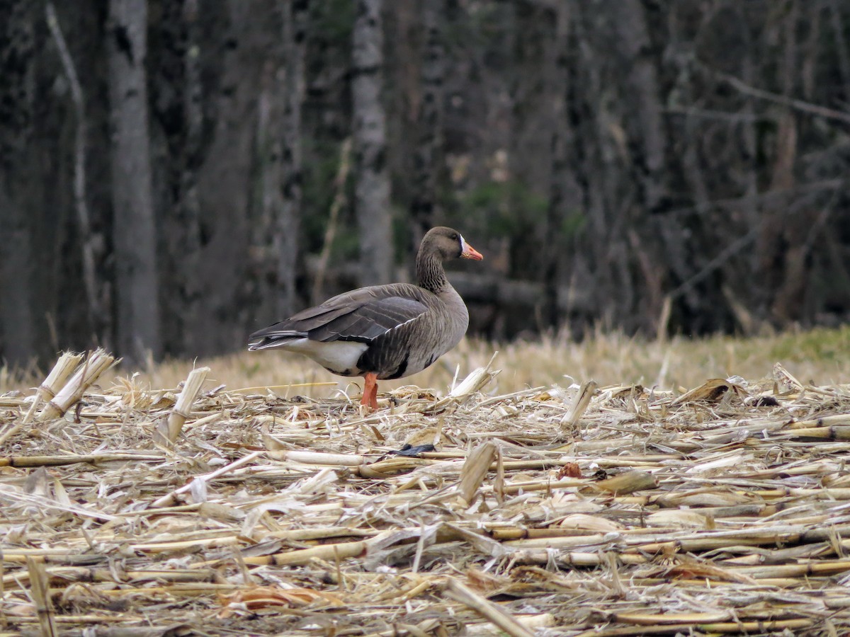 Greater White-fronted Goose - ML616174873