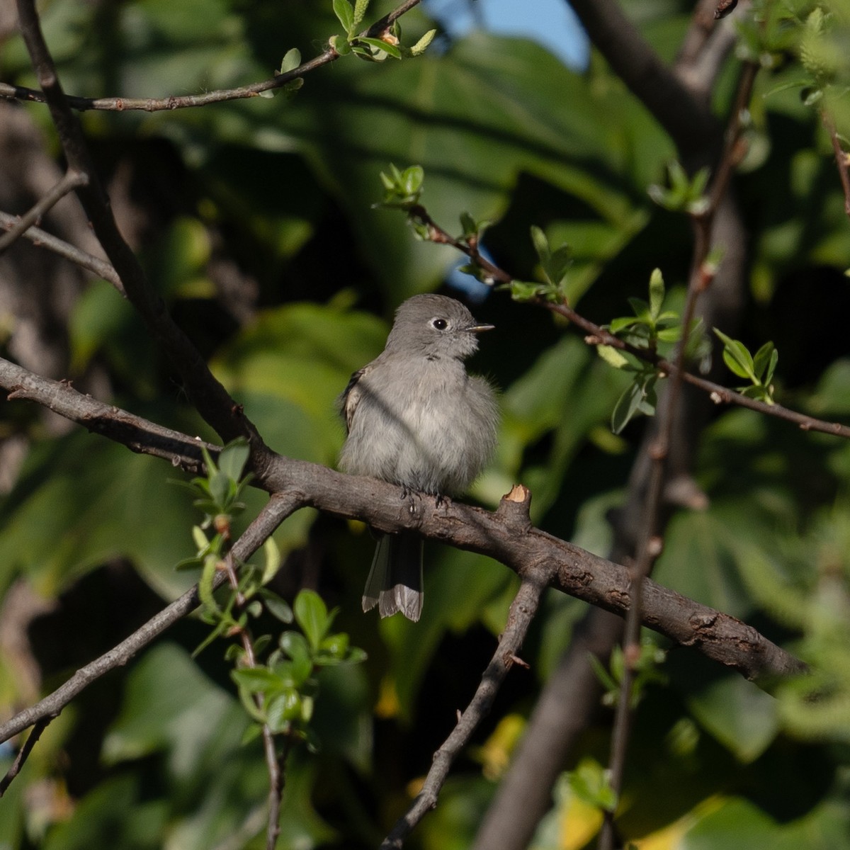 Hammond's Flycatcher - ML616174879