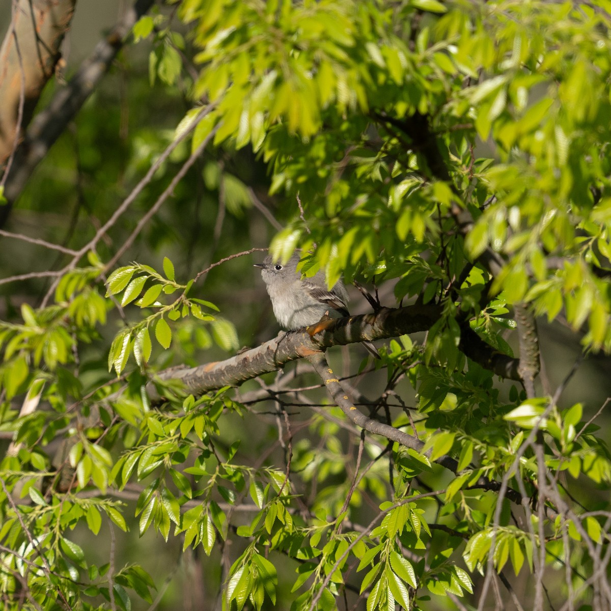 Hammond's Flycatcher - ML616174880