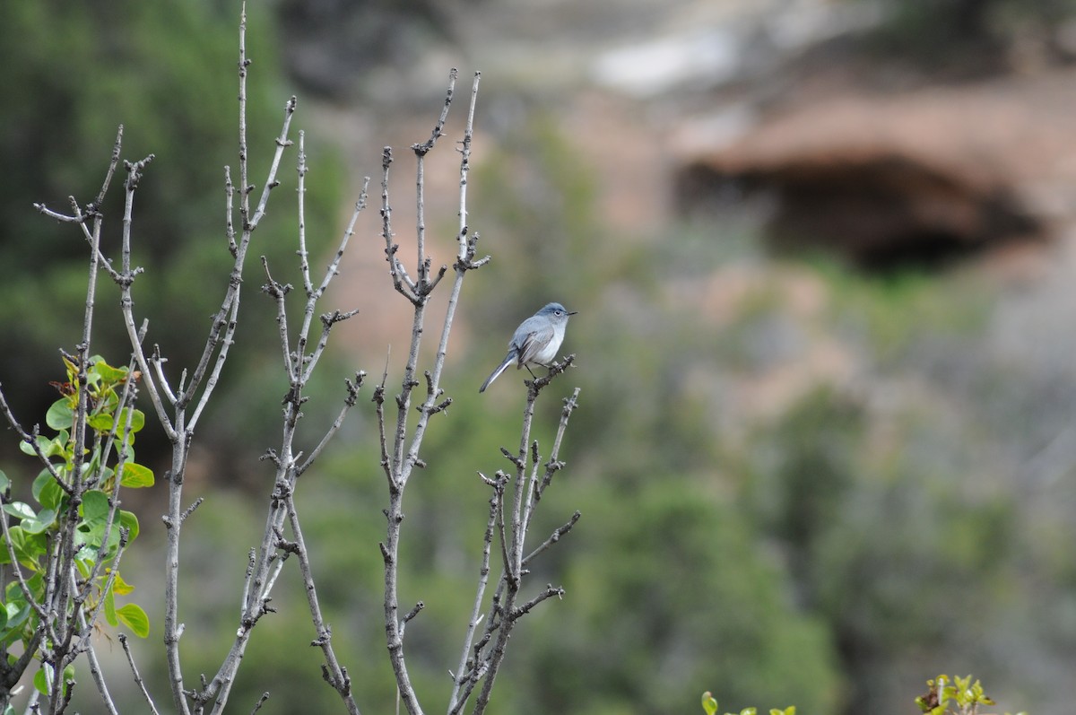 Blue-gray Gnatcatcher - Doug Faulkner